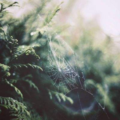 凤凰彩票下载手机版