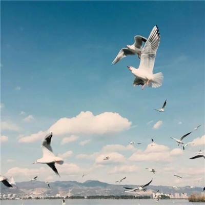 足球竞彩appapp下载