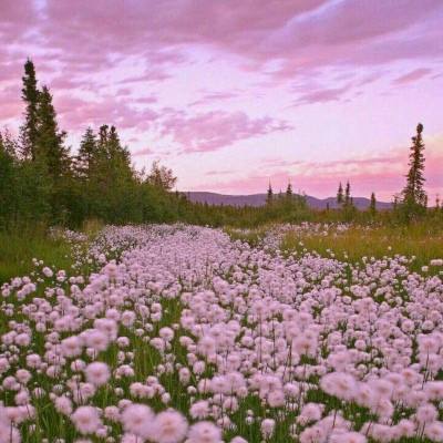 足球竞彩appapp下载