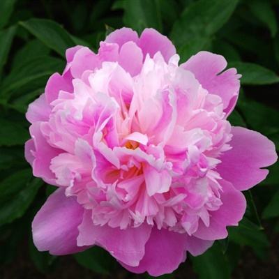 LOL外围官网下载手机版